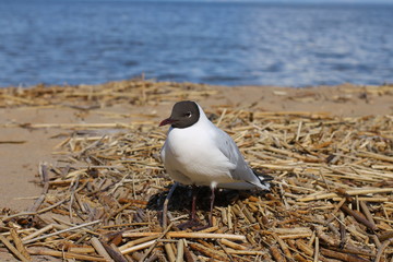 seagull on the beach close up