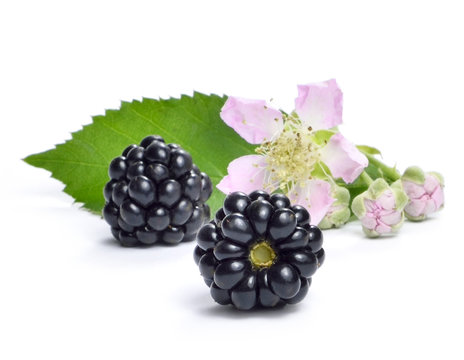 Fresh blackberries with flower and copy space. Ripe blackberries isolated on white background