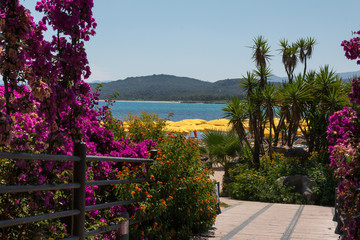 Palm Trees, Flowers and Plants near Beach