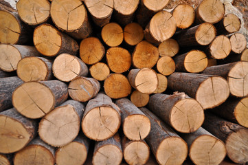Firewood