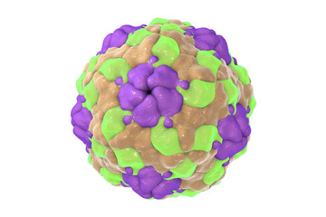 Human Parechovirus on white background, 3D illustration. Parechoviruses cause respiratory, gastrointestinal infections, are associated with brain damage and developmental disorders in neonates