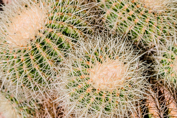 Coussins de belle-mère au jardin botanic