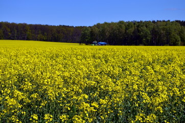 Fototapeta premium yellow field of rapeseeds in germany