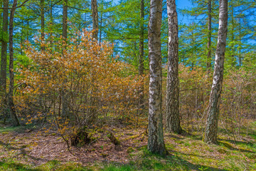 Forest in sunlight in spring