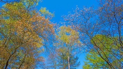 Canopy of trees in sunlight in spring