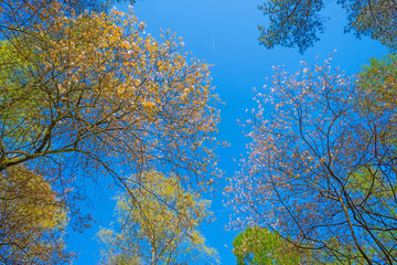 Canopy of trees in sunlight in spring