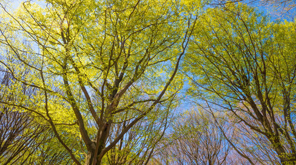 Obraz premium Canopy of trees in sunlight in spring