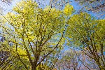 Canopy of trees in sunlight in spring