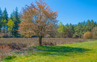 Naklejka premium Clearing in a forest in spring