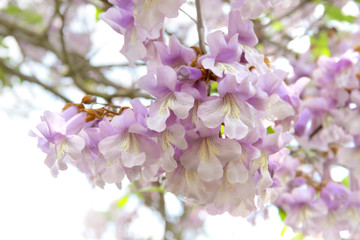 Chinesischer Blauglockenbaum - Paulownia Tomentosa Blüten - 109517674