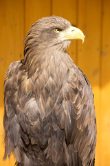 White-tailed eagle, Haliaeetus albicilla, is powerful predator