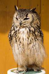 Indian eagle-owl, Bubo bengalensis, is active at night