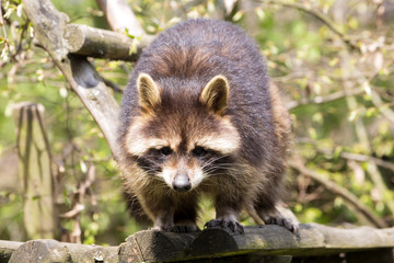 American raccoon, Procyon lotor, is abundant predator