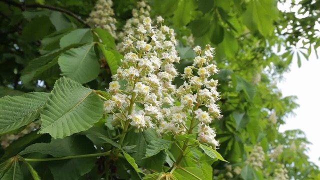 Сhestnut tree in bloom. Chestnut tree with blossoming spring flowers. - Stock Video