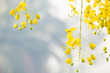 Golden shower (Cassia fistula).