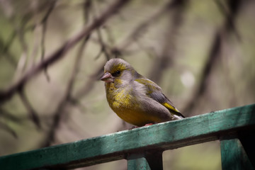 Green finch