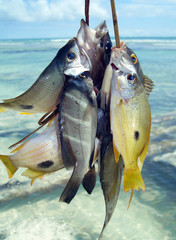Obraz premium Fishermans Catch