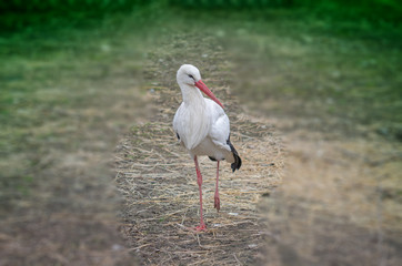 Storch