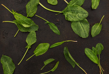 fresh sorrel leaves scattered on a dark  background.