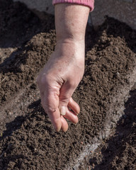 Sowing of seed in the prepared furrows