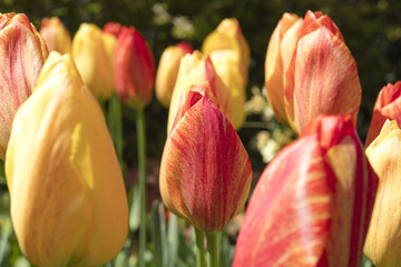 Fototapeta premium Group of colorful tulips outdoors