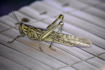 Heuschrecke in braunbeigen Farben mit aufgestellten Sprungbeinen.
