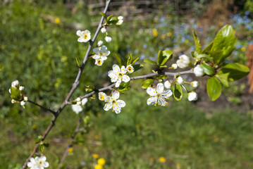 Blühende Mirabelle, Prunus domestica