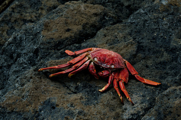 Roter Krebs auf braunschwarzem Gestein.