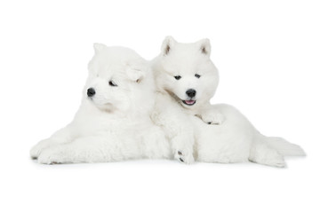 Two Samoyed puppies dog