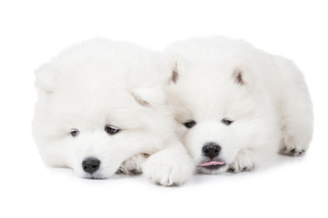 Naklejka na ściany i meble Seven months old Samoyed puppy dog over white