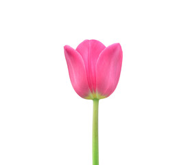 pink tulip isolated on white background