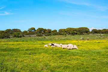 Obraz premium small herd of sheeps in a green and yellow field