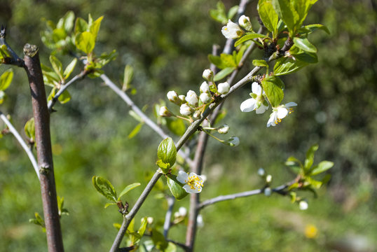 Blühender Mirabellenzweig, Prunus domestica