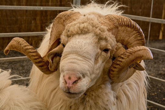 Halbprofil eines Schafbocks mit langem Haar und geschwungenen H&ouml;rnern.
