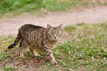 Portrait of cat walking on the lawn