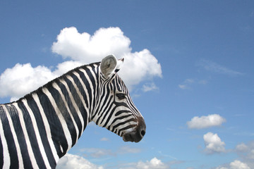 Fototapeta na wymiar Kopf eines Zebras blauem Himmel mit Wolken 