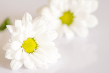Fototapeta premium weiße Blume auf hellem Hintergrund