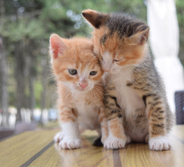 Cats (brother and sister)