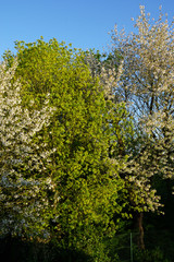 Fototapeta premium Cerisiers et autres arbres en floraison