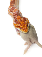 snake