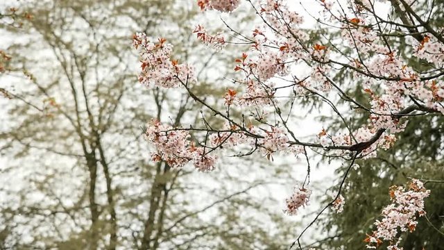 Schnee auf Kirschbl&uuml;ten