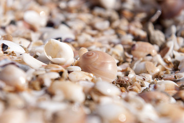 lots of empty shells on the beach