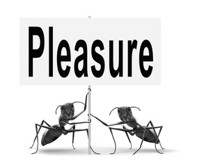 pleasure
