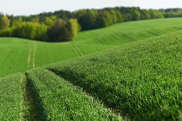 Obrazy na Szkle  Piękne wielkie  pole z zasianą pszenicą