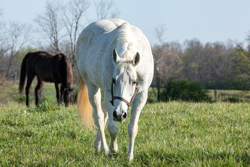 White horse in pasture with brown horse.
