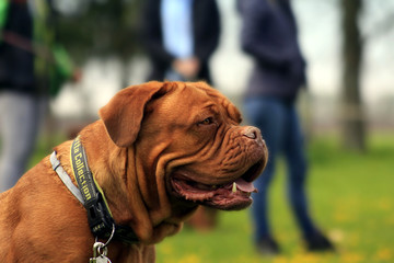 Dogue de Bordeaux