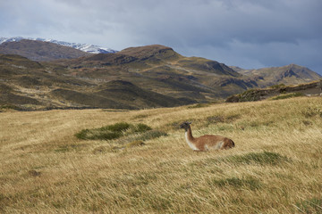 Guanaco (Lama guanicoe) lying amongst the vegetation of Torres del Paine National Park in Patagonia, Chile