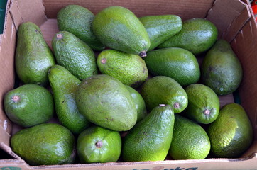 Bunch of fresh and natural green avocado