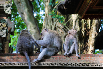wilde Affen in indonesischem Dschungeltempel