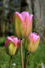 tulips flowers in park